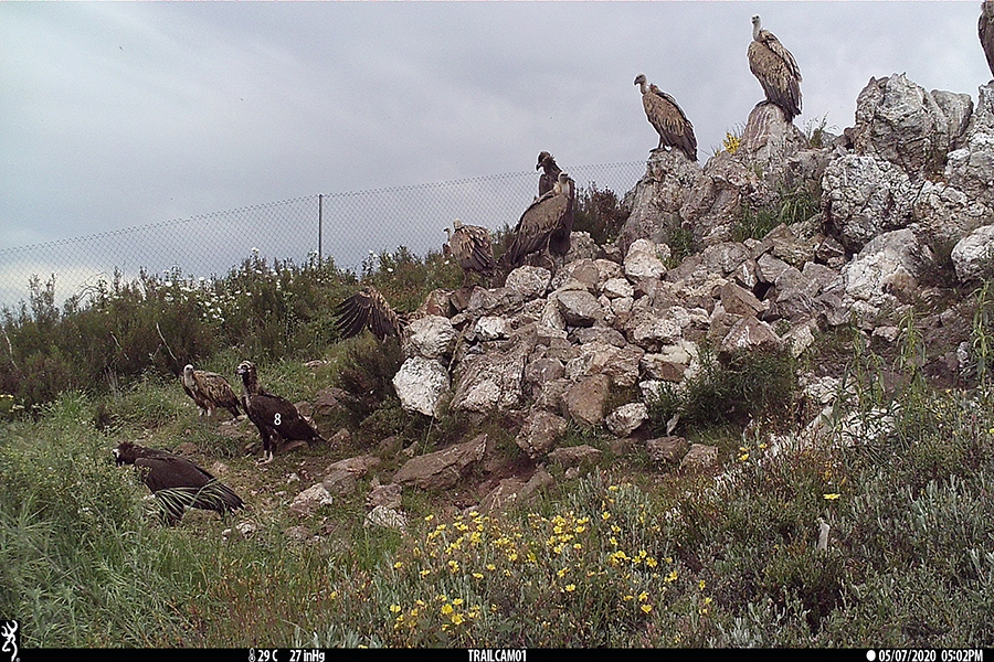 Abutres-pretos. Fotografia Palombar.