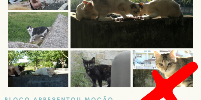 Município Amigo dos Animais de Rua