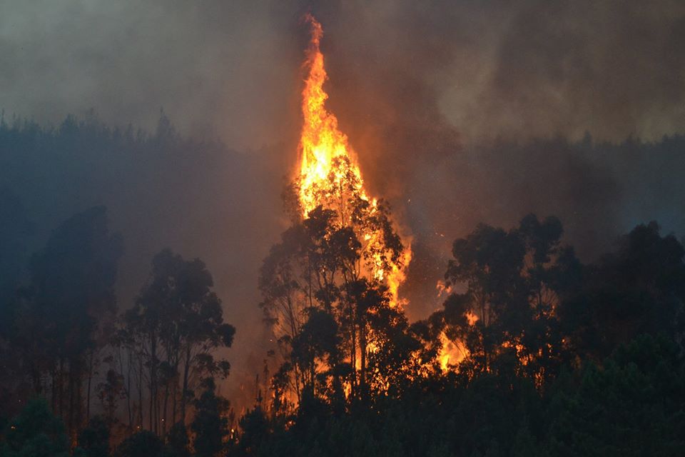 Eucalipto a inflamar. Incêndio de Oleiros.