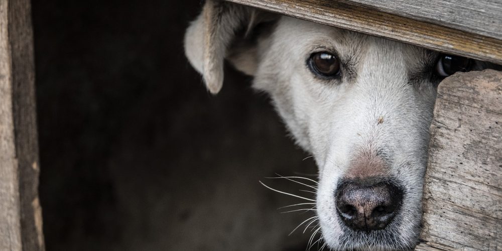 Cão