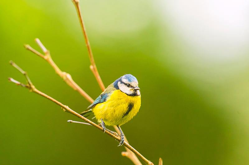 Chapim-azul | Fotografia Hugo Marques