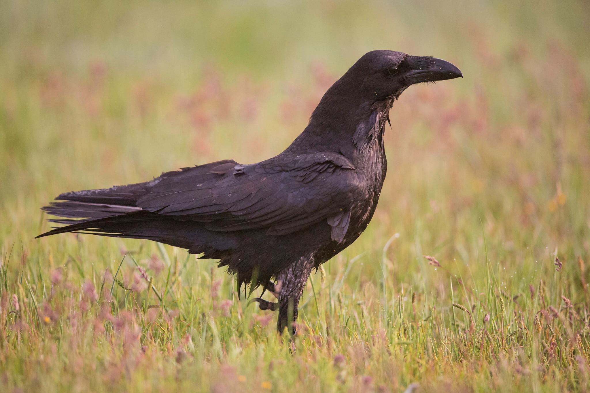 Corvo Fotografia Pedro Rego - Wildlife and Nature