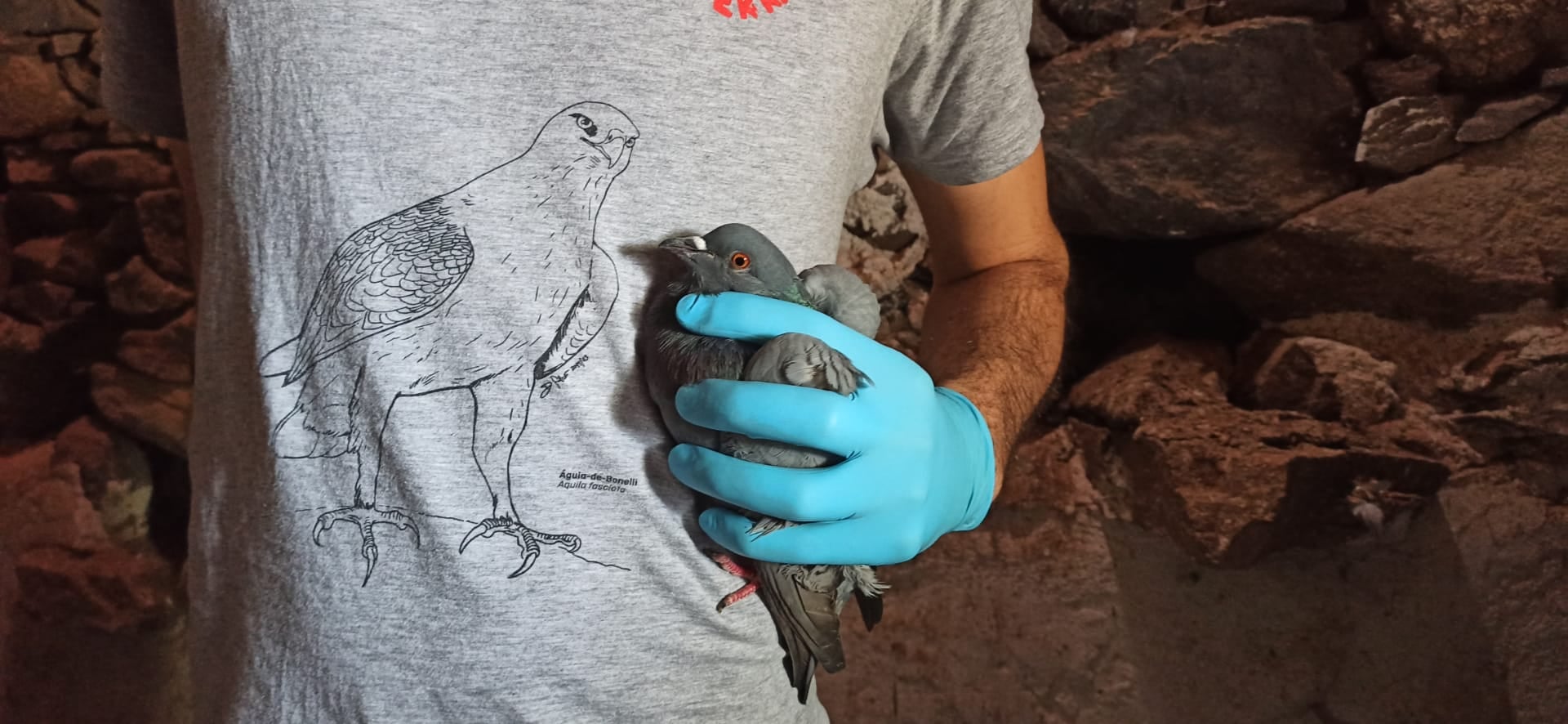 Pombo