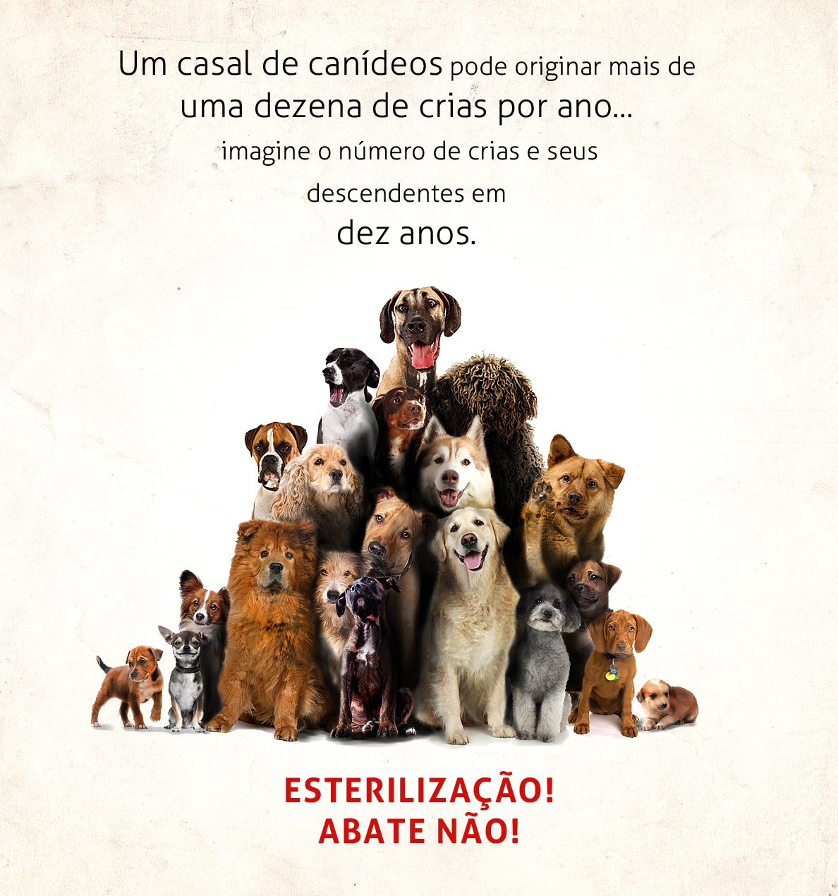 Campanha Esterilização de Animais Abandonados