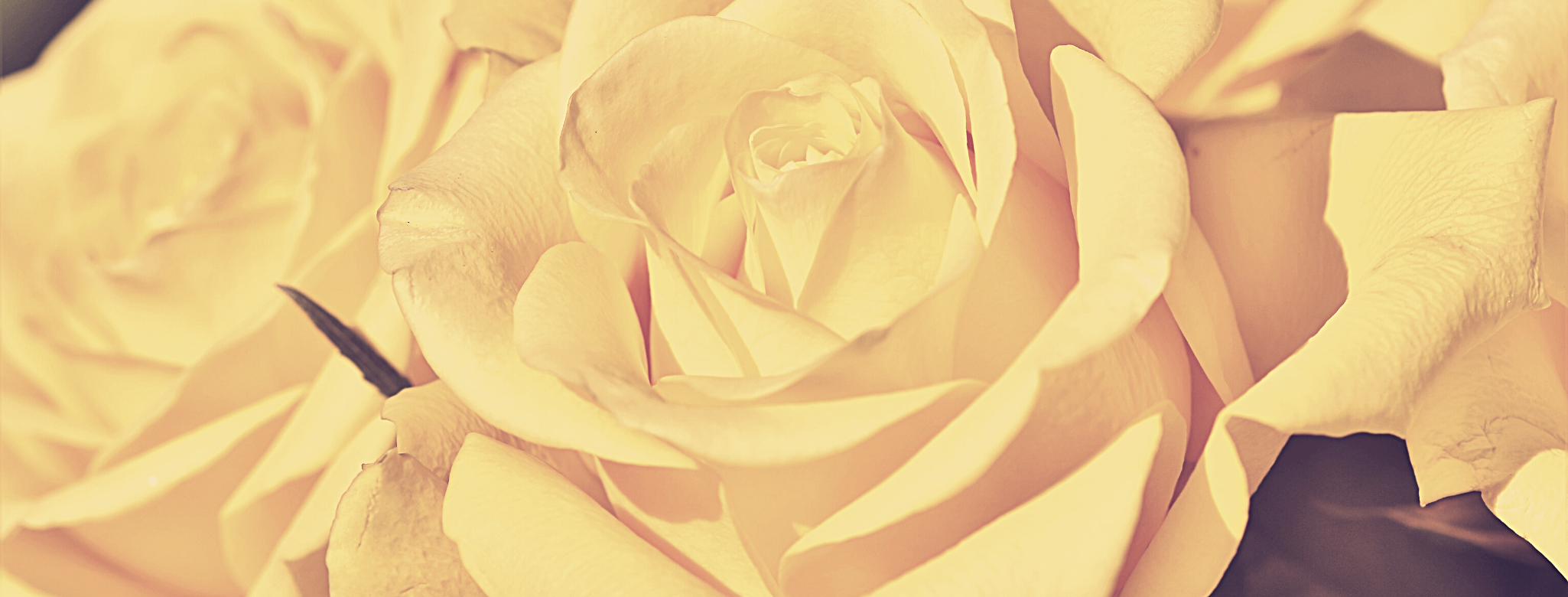 rosas amarelas