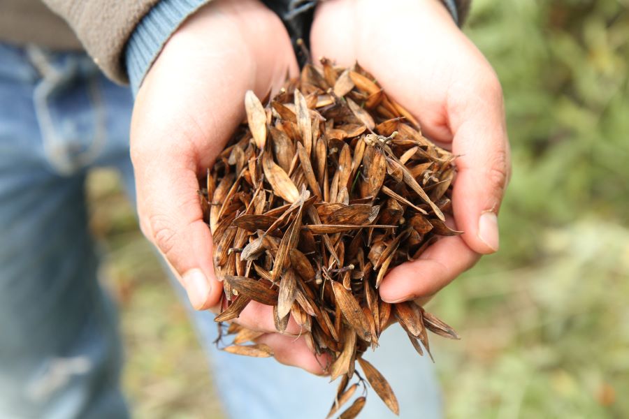 Cláudia Lopes | Palombar