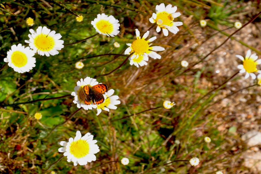 Borboleta