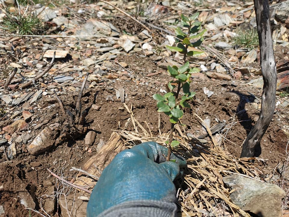 Plantar uma árvore em Alvoco da Serra