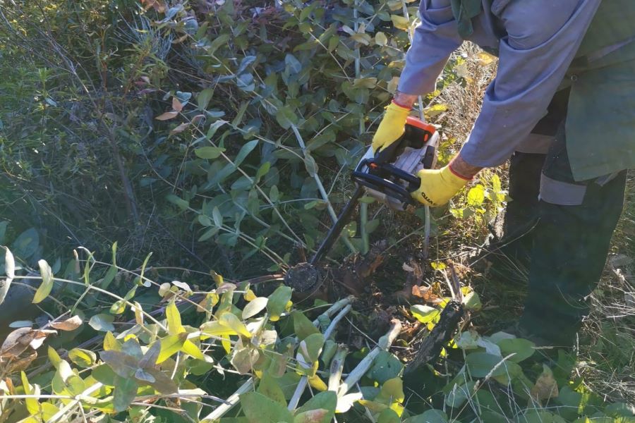 Controlo de eucaliptos. Fotografia Palombar.